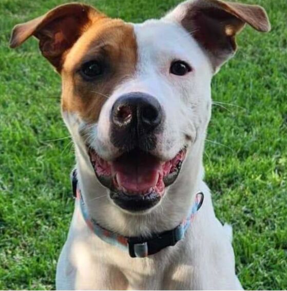 Top 10 Fun Games to Play with Your Dog image